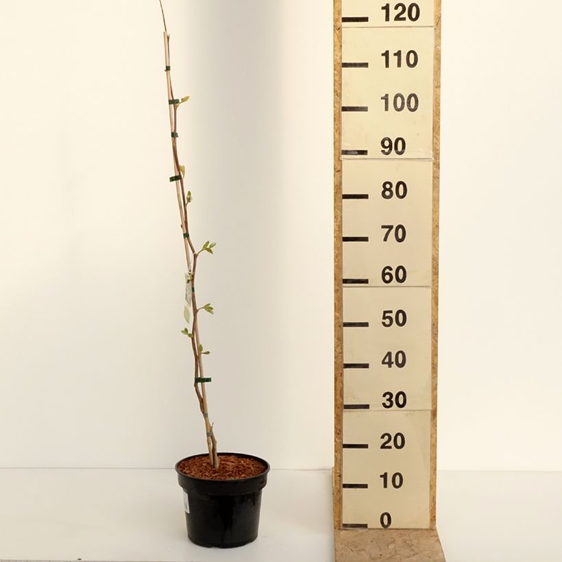 Exemplar von Rundblättriger Storaxbaum - Styrax obassia Topf mit 2L/3L wie im Frühjahr geliefert