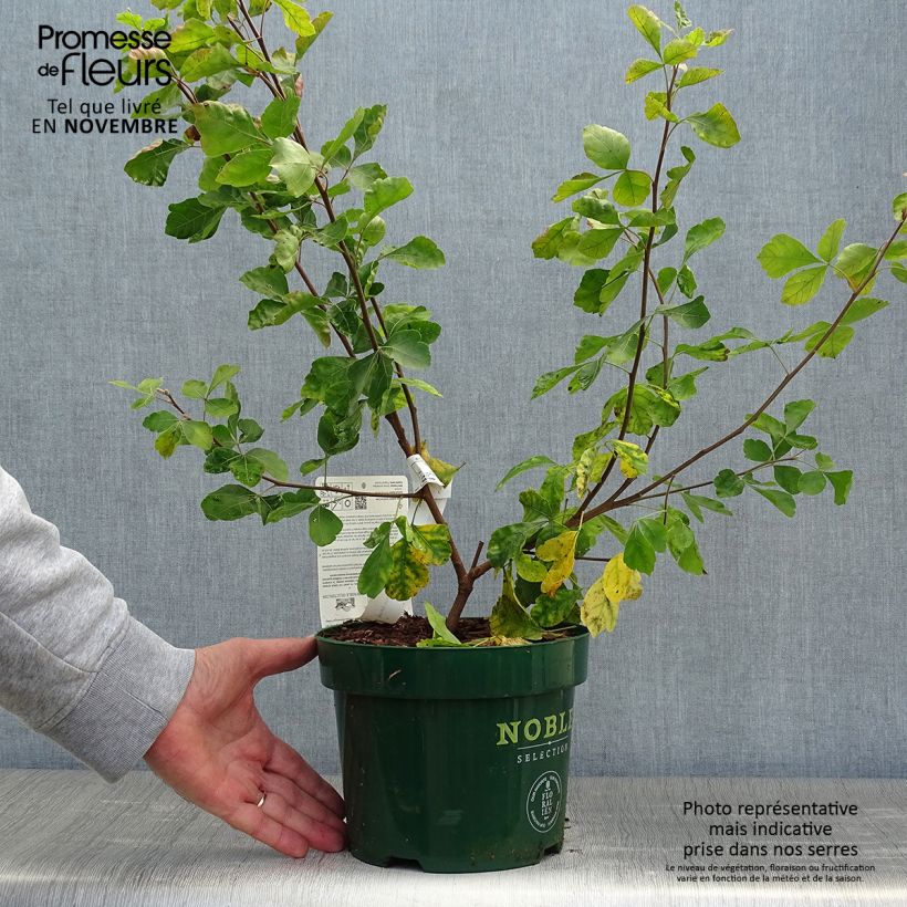 Example of Rhus aromatica Gro-Low - Duftende Sumach Topf mit 3L/4L as you get in automne