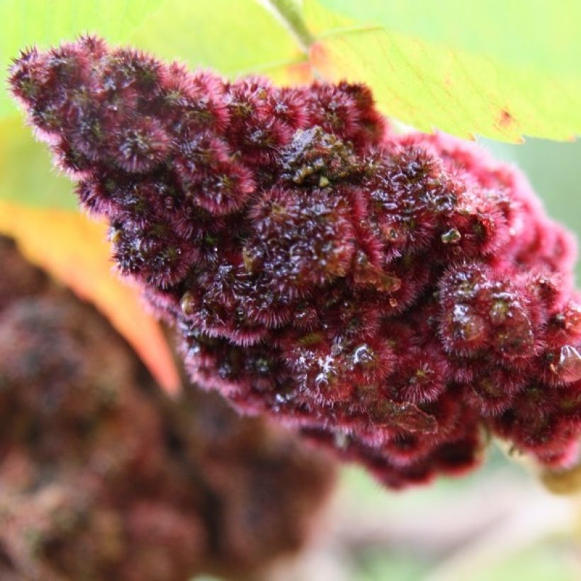 Rhus typhina - Essigbaum (Flowering)