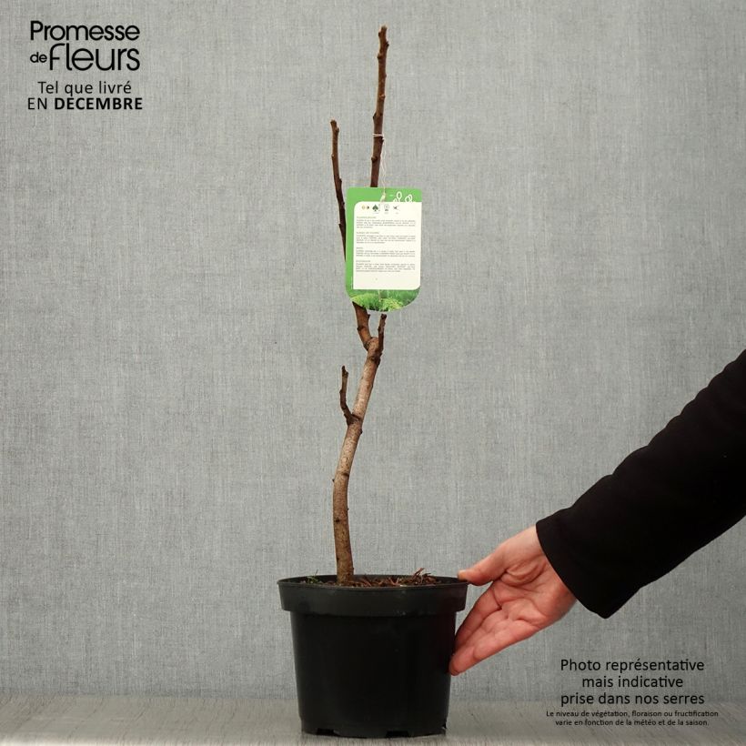 Example of Rhus typhina Dissecta - Essigbaum Topf mit 3L/4L as you get in automne