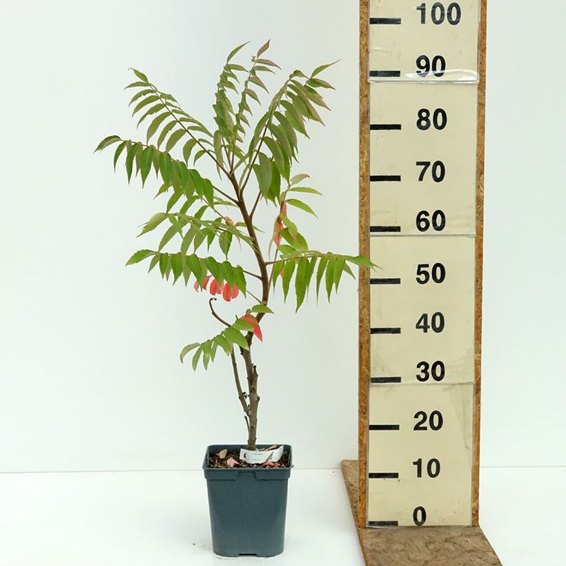 Exemplar von Rhus typhina - Essigbaum Topf mit 4L/5L wie im Sommer geliefert