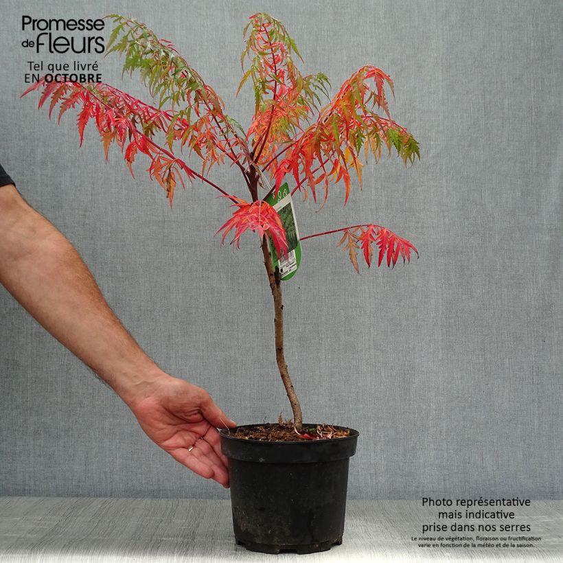 Example of Rhus glabra Laciniata - Scharlach-Sumach Topf mit 3L/4L as you get in automne