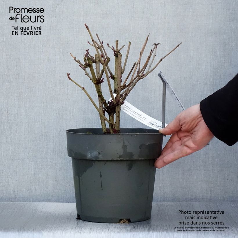 Example of Trauben-Holunder Golden Lace - Sambucus racemosa Topf mit 6L/7L as you get in hiver