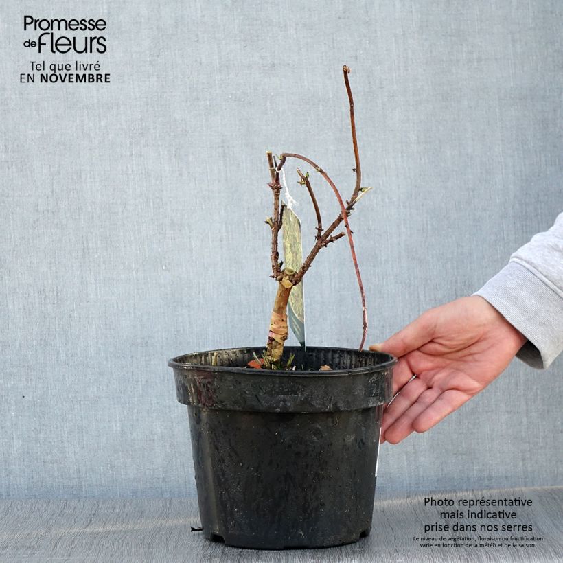 Example of Trauben-Holunder Goldenlocks - Sambucus racemosa Topf mit 4L/5L as you get in automne