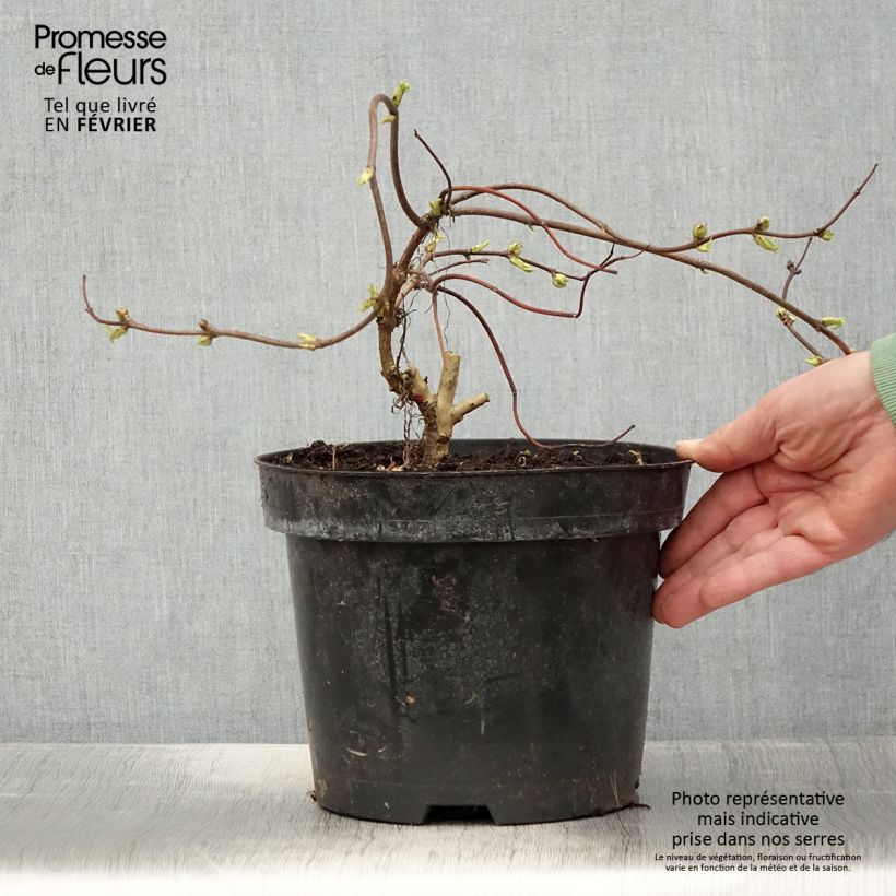 Exemplar von Trauben-Holunder Goldenlocks - Sambucus racemosa Topf mit 4L/5L wie im Winter geliefert