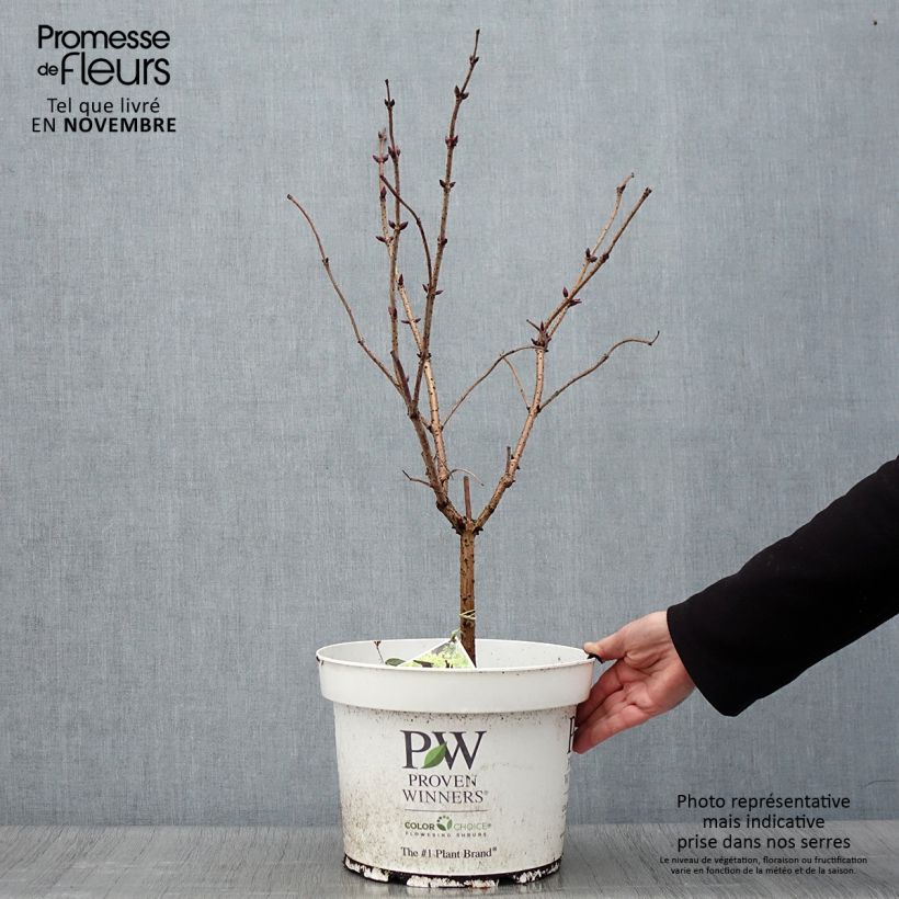 Example of Trauben-Holunder Lemony Lace - Sambucus racemosa Topf mit 7,5L/10L as you get in automne