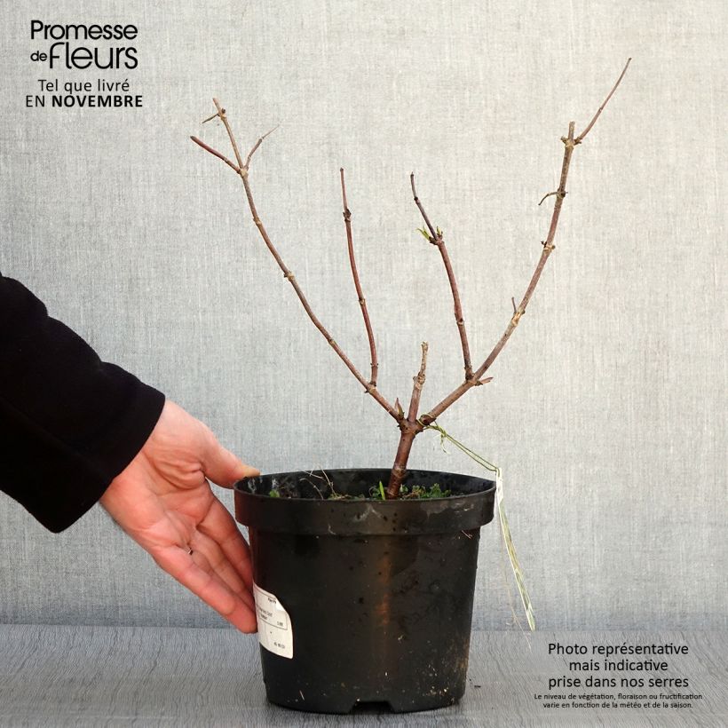 Example of Trauben-Holunder Sutherland Gold - Sambucus racemosa Topf mit 2L/3L as you get in automne