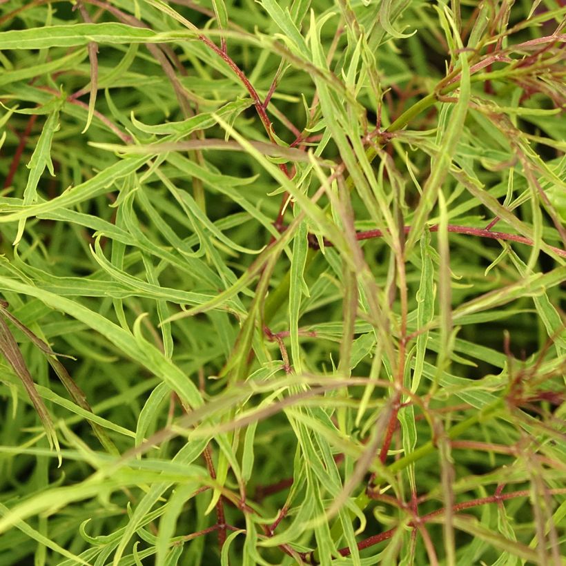 Trauben-Holunder Tenuifolia - Sambucus racemosa (Laub)