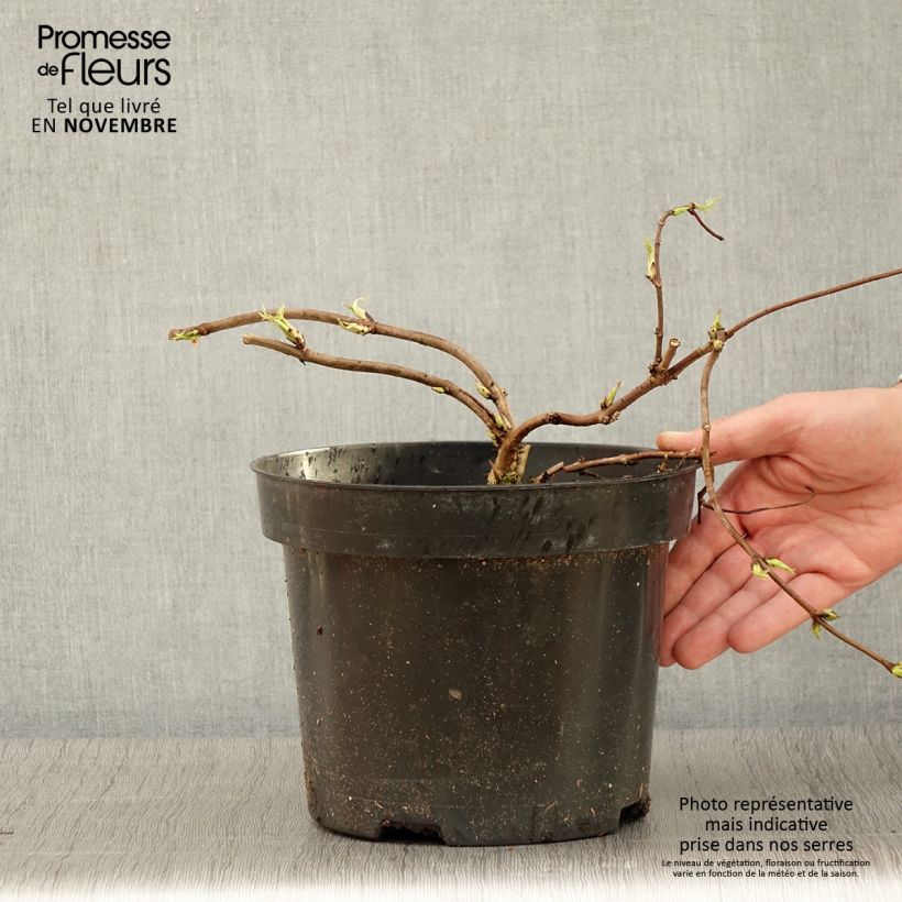 Example of Trauben-Holunder Tenuifolia - Sambucus racemosa Topf mit 4L/5L as you get in automne
