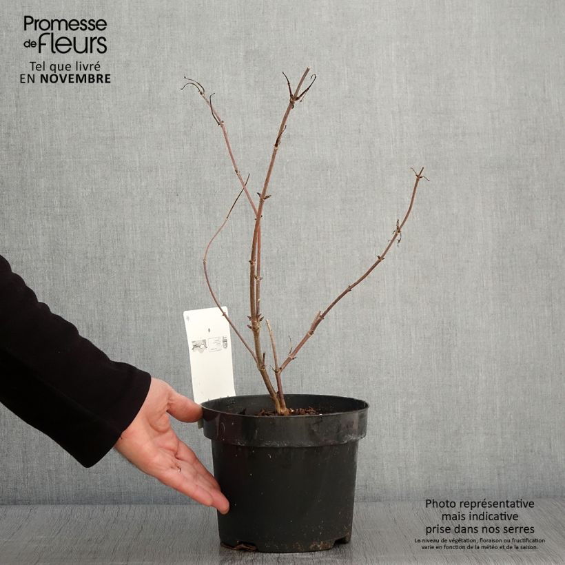 Example of Trauben-Holunder Welsh Gold - Sambucus racemosa Topf mit 3L/4L as you get in automne