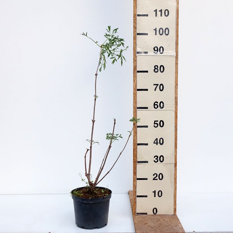 Exemplar von Kanadischer Holunder Acutiloba - Sambucus canadensis  Topf mit 4L/5L wie im Herbst geliefert