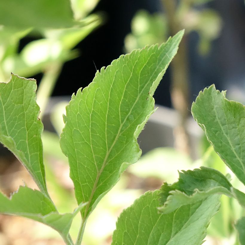 Schwarzer Holunder var. albida - Sambucus nigra (Foliage)