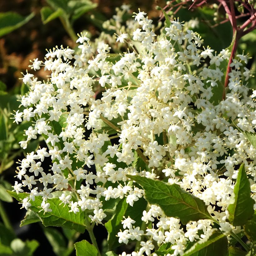 Schwarzer Holunder var. albida - Sambucus nigra (Flowering)