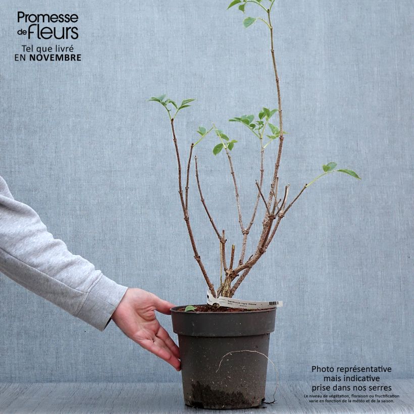 Example of Schwarzer Holunder var. albida - Sambucus nigra Topf mit 4L/5L as you get in automne