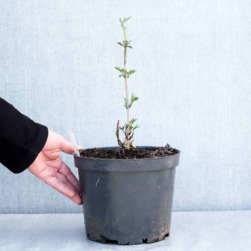 Example of Schwarzer Holunder Anatole - Sambucus nigra Topf mit 4L/5L as you get in hiver