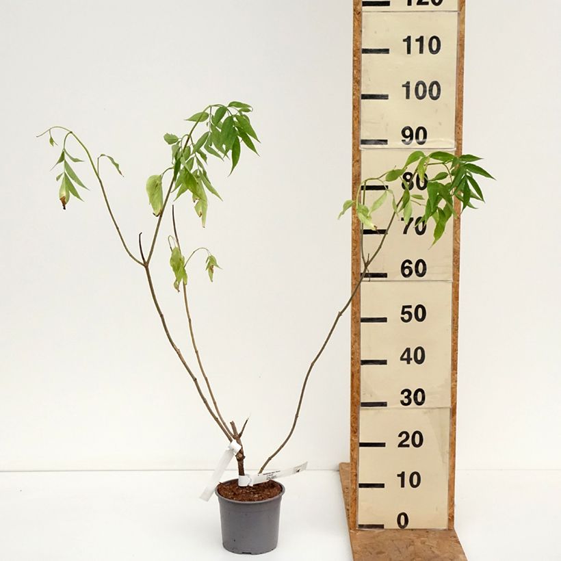 Exemplar von Schwarzer Holunder Aurea - Sambucus nigra Topf mit 2L/3L wie im Herbst geliefert