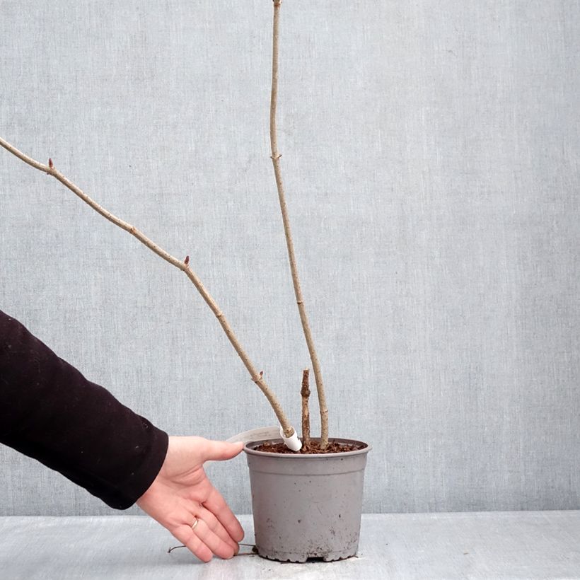 Exemplar von Schwarzer Holunder Aurea - Sambucus nigra Topf mit 2L/3L wie im Winter geliefert