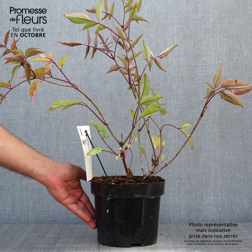 Example of Schwarzer Holunder Black Beauty - Sambucus nigra Topf mit 2L/3L as you get in automne