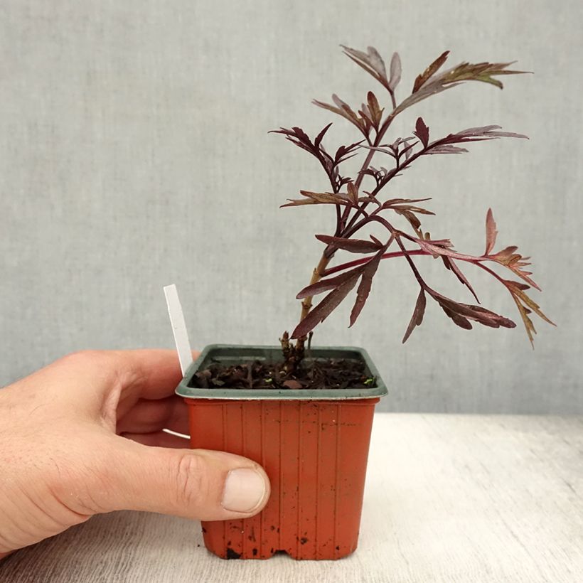 Example of Schwarzer Holunder Black Lace - Sambucus nigra Kleine Töpfe von 8/9 cm as you get in automne