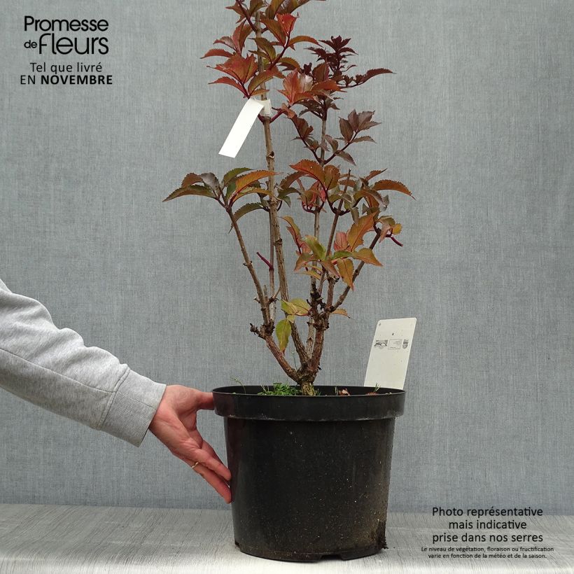 Example of Schwarzer Holunder Black Tower - Sambucus nigra Topf mit 7,5L/10L as you get in automne