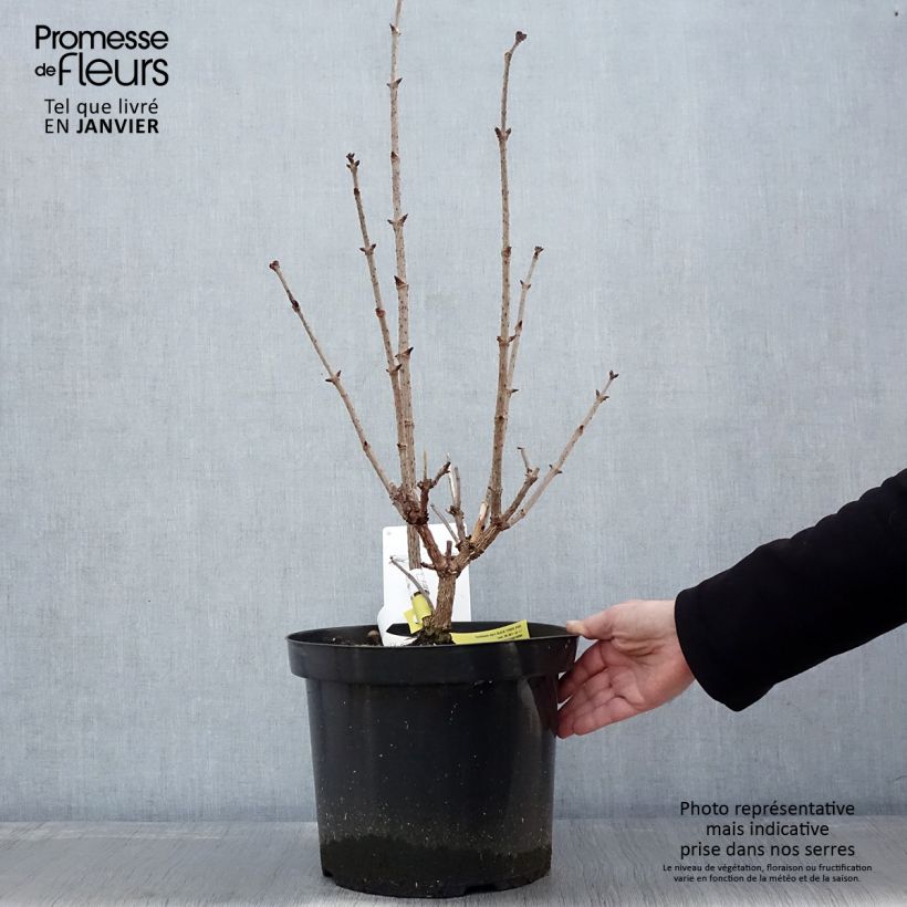 Exemplar von Schwarzer Holunder Black Tower - Sambucus nigra Topf mit 7,5L/10L wie im Winter geliefert