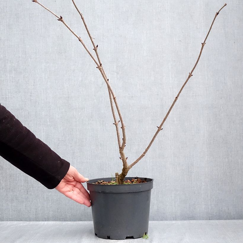 Exemplar von Sureau noir - Sambucus nigra Blue Sheen Pot de 4L/5L wie im Winter geliefert