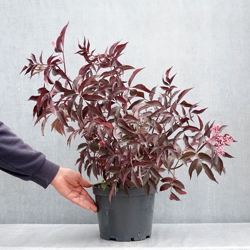 Example of Schwarzer Holunder Blue Sheen - Sambucus nigra Topf mit 4L/5L as you get in printemps