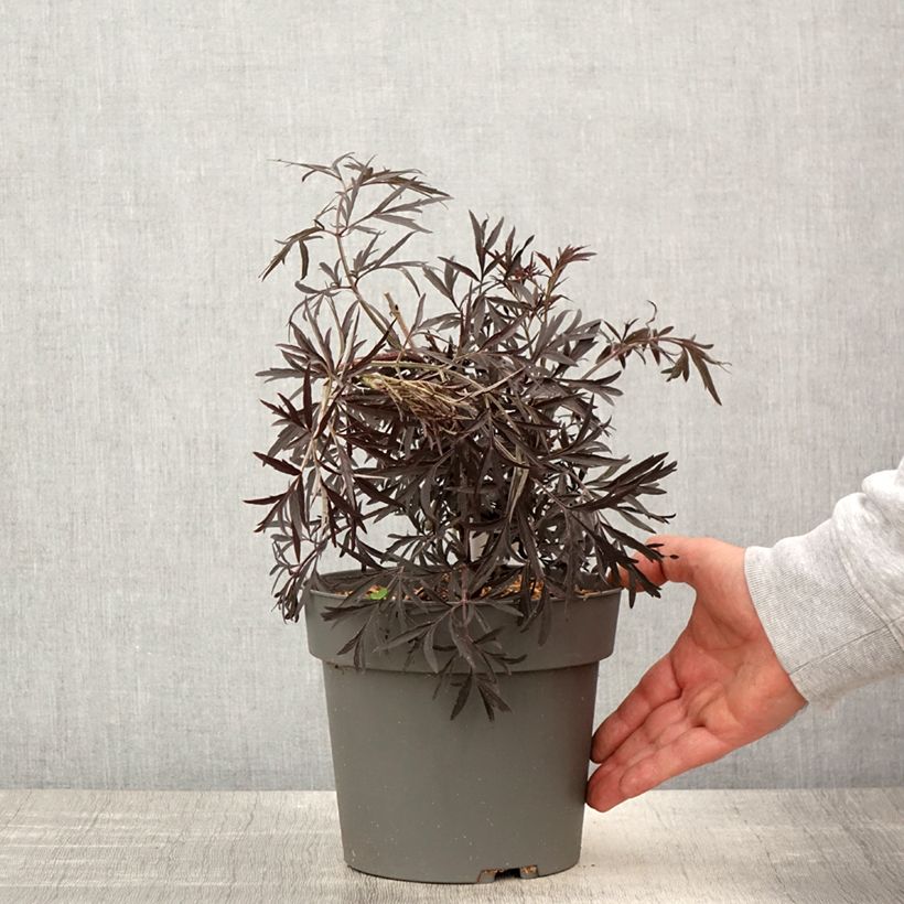 Example of Schwarzer Holunder Cherry Lace - Sambucus nigra Topf mit 3L/4L as you get in printemps