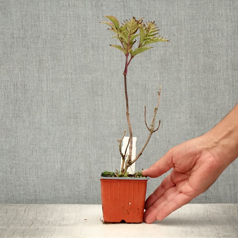 Example of Schwarzer Holunder Golden Spark - Sambucus nigra Kleine Töpfe von 8/9 cm as you get in ete