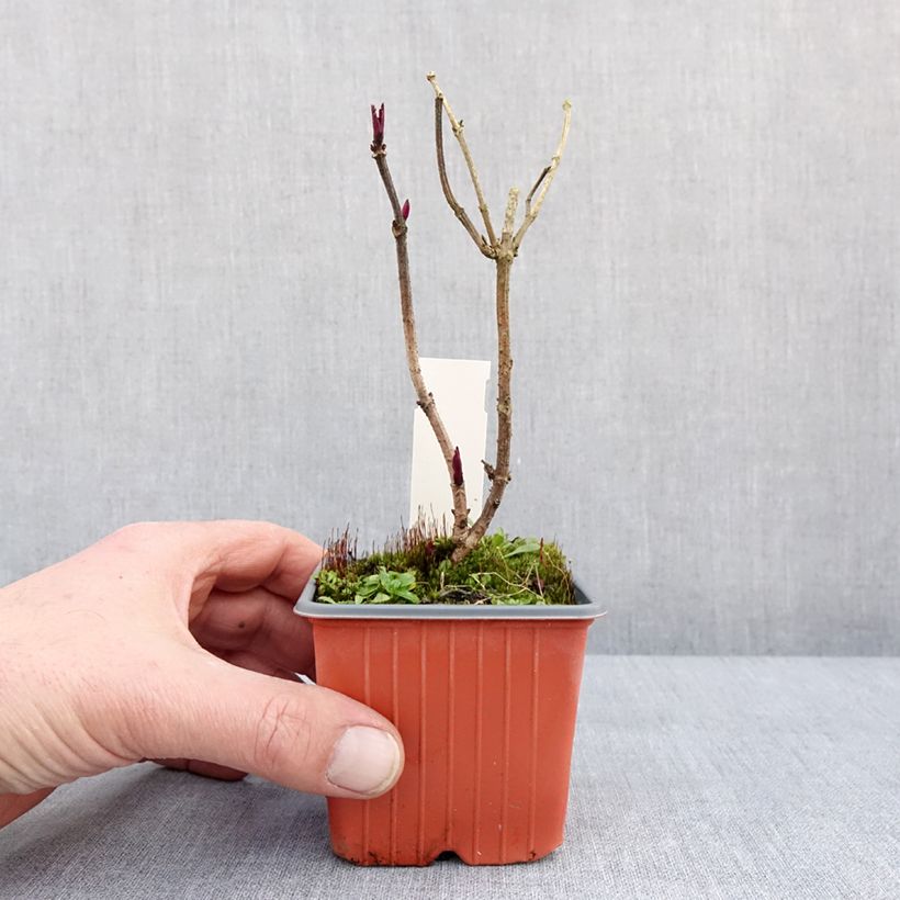 Exemplar von Schwarzer Holunder Golden Spark - Sambucus nigra Kleine Töpfe von 8/9 cm wie im Winter geliefert