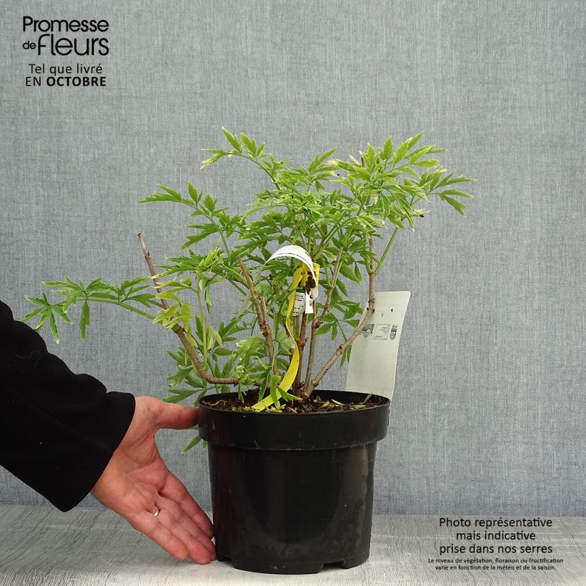 Example of Schwarzer Holunder Golden Tower - Sambucus nigra Topf mit 3L/4L as you get in automne