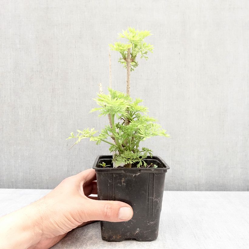 Exemplar von Schwarzer Holunder Golden Tower - Sambucus nigra Topf 12 cm / 13 cm wie im Frühjahr geliefert