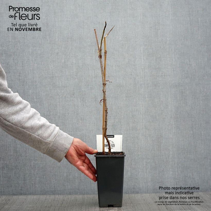 Example of Schwarzer Holunder Korsor - Sambucus nigra Topf mit 1,5L/2L, Strauch as you get in automne