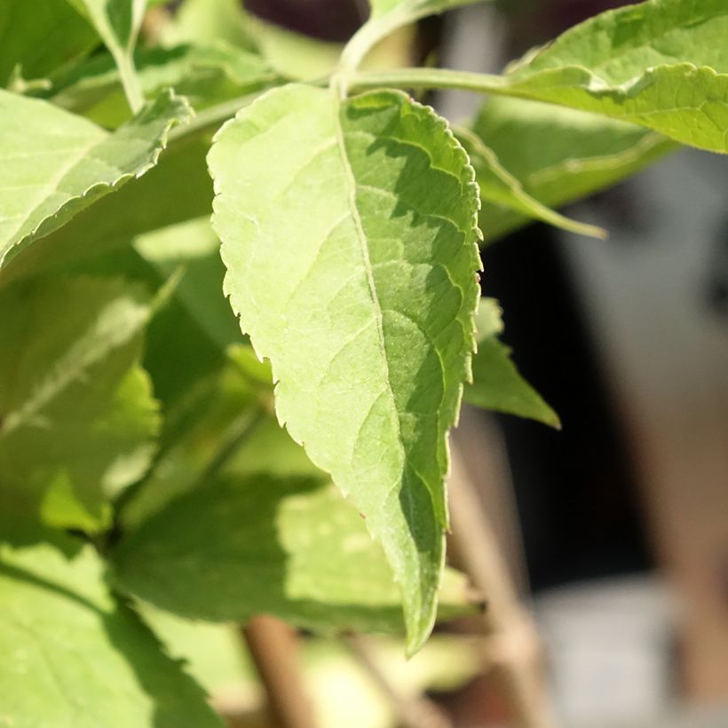 Schwarzer Holunder Korsor - Sambucus nigra (Foliage)