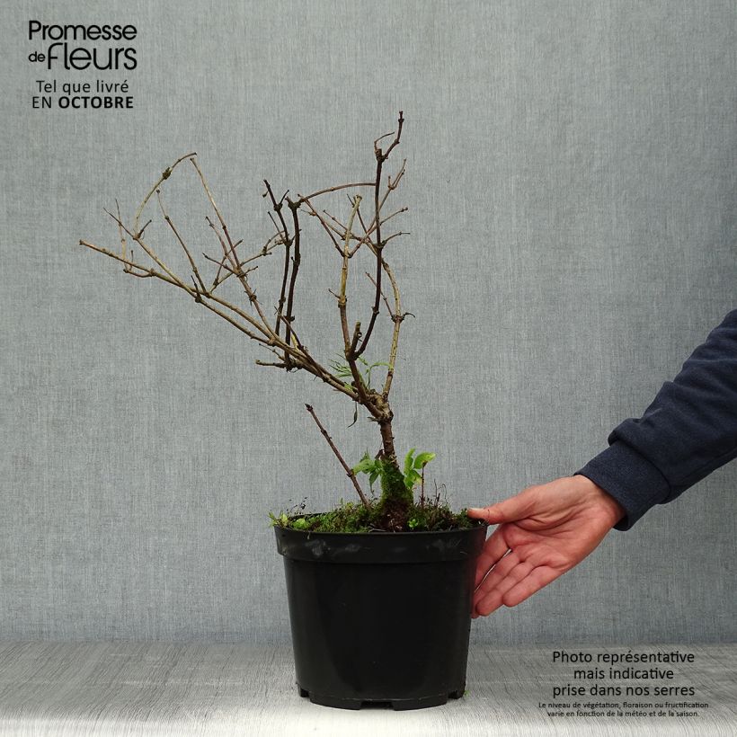 Example of Schwarzer Holunder Linearis - Sambucus nigra Topf mit 3L/4L as you get in automne