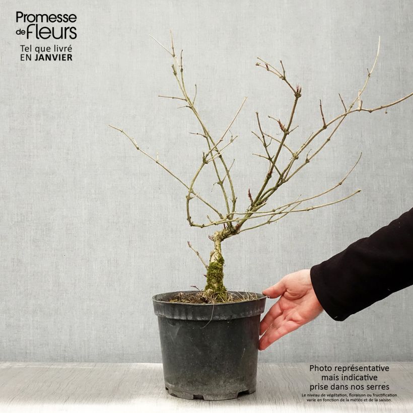 Exemplar von Schwarzer Holunder Linearis - Sambucus nigra Topf mit 3L/4L wie im Winter geliefert