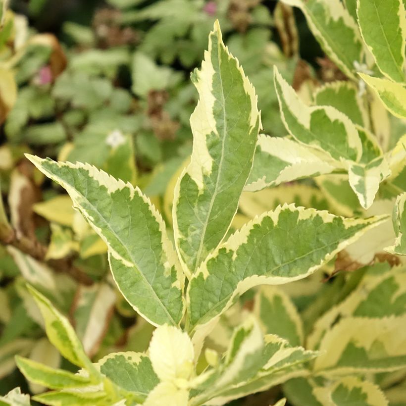 Schwarzer Holunder Madonna - Sambucus nigra (Foliage)