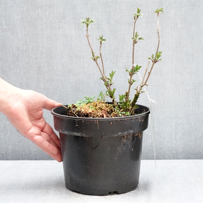 Exemplar von Schwarzer Holunder Obelisk - Sambucus nigra Topf mit 4L/5L wie im Winter geliefert
