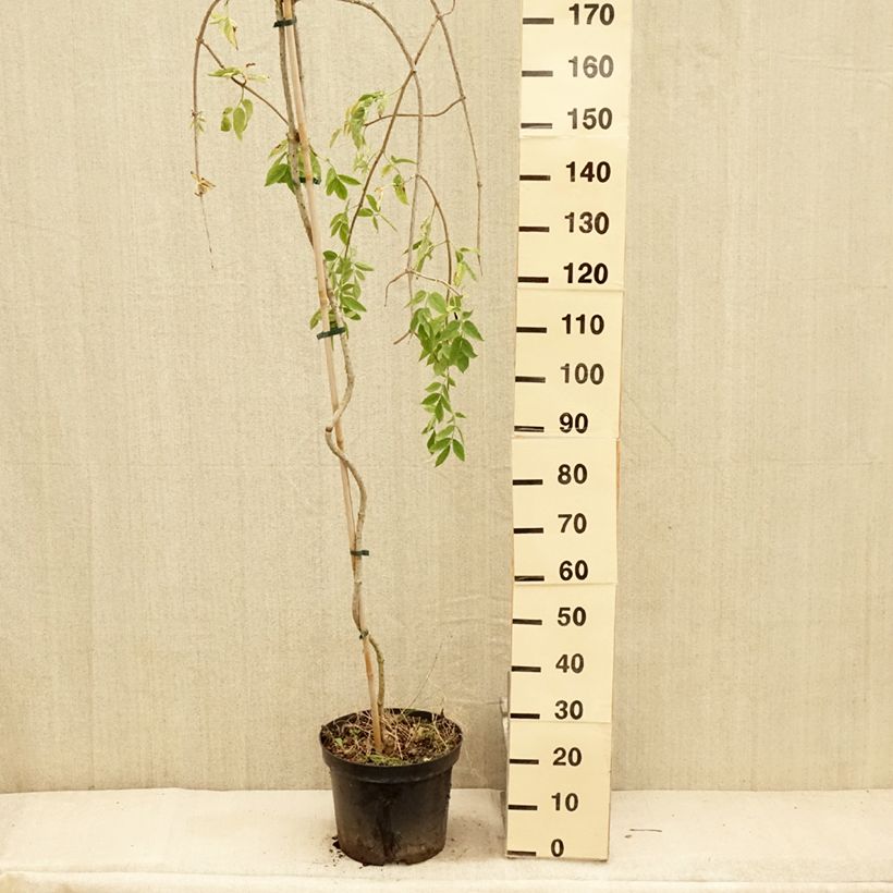 Example of Schwarzer Holunder Pendula - Sambucus nigra Topf mit 12L/15L as you get in ete
