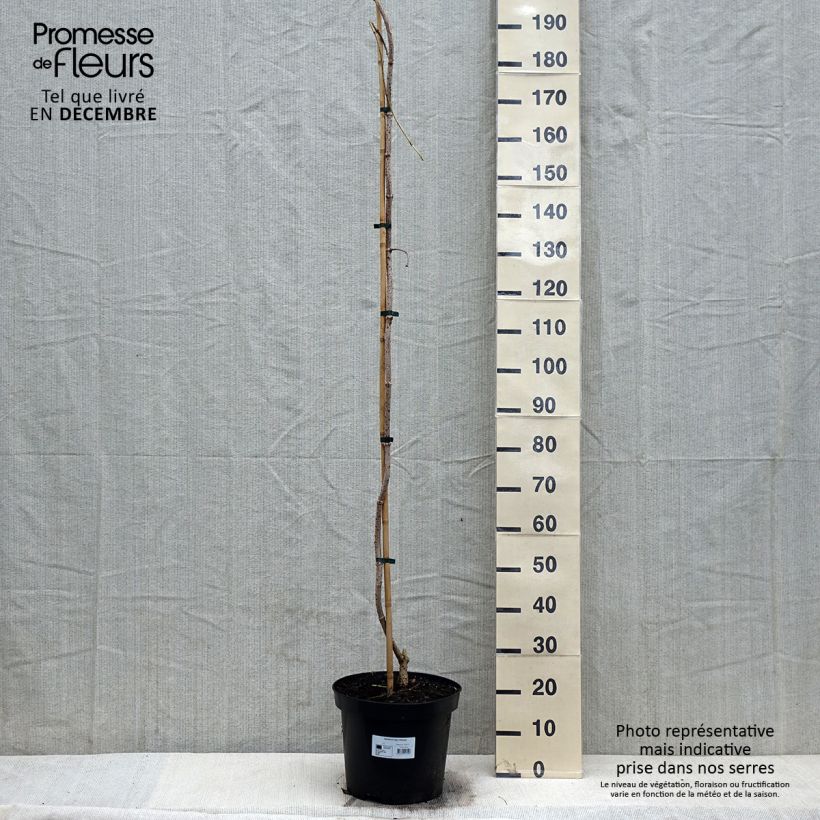 Exemplar von Schwarzer Holunder Pendula - Sambucus nigra Topf mit 12L/15L wie im Winter geliefert