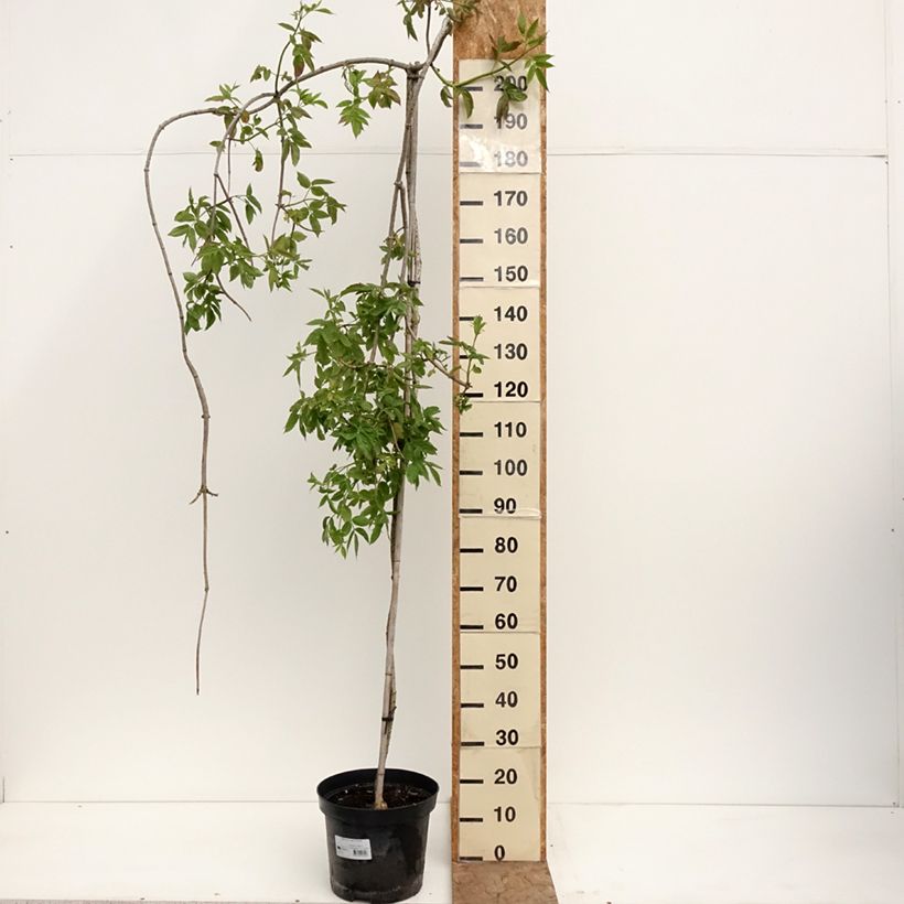 Exemplar von Schwarzer Holunder Pendula - Sambucus nigra Topf mit 7,5L/10L wie im Frühjahr geliefert