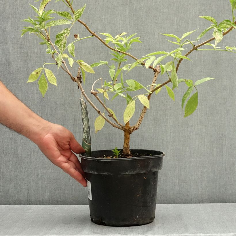 Exemplar von Schwarzer Holunder Pulverulenta - Sambucus nigra Topf mit 3L/4L wie im Sommer geliefert