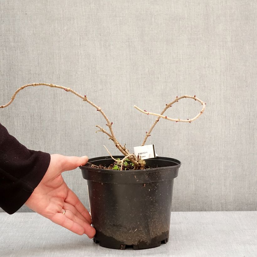 Example of Schwarzer Holunder Pulverulenta - Sambucus nigra Topf mit 3L/4L as you get in hiver