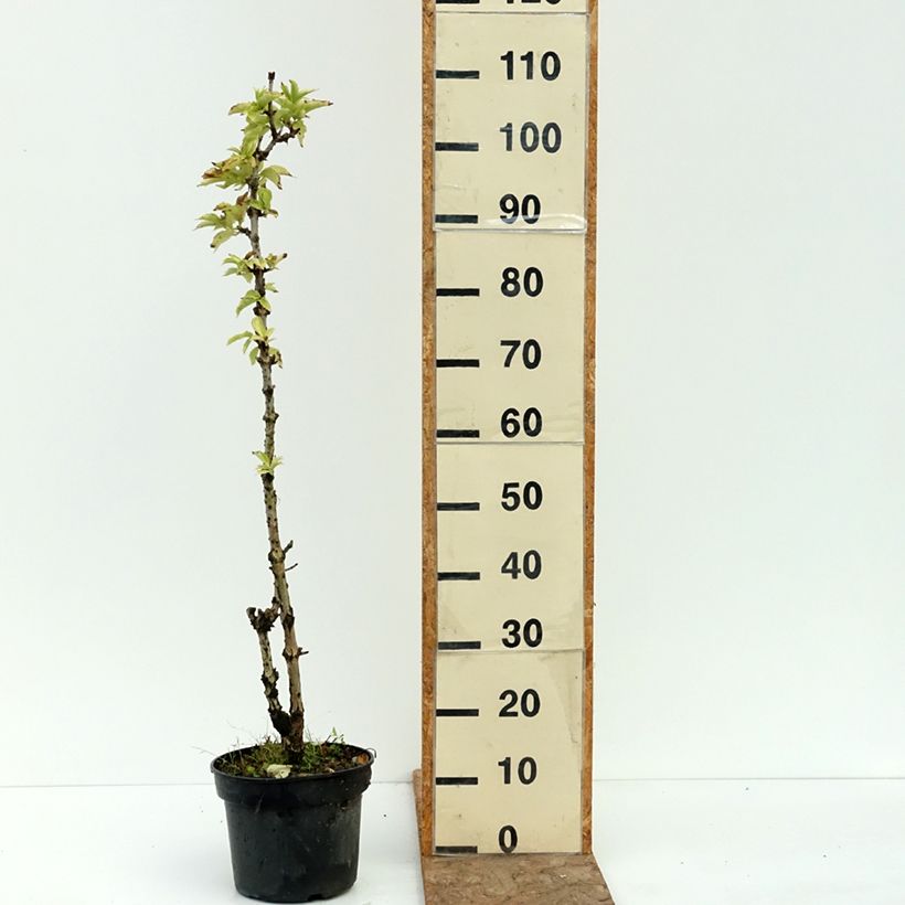 Exemplar von Schwarzer Holunder Pyramidalis - Sambucus nigra Topf mit 4L/5L wie im Sommer geliefert