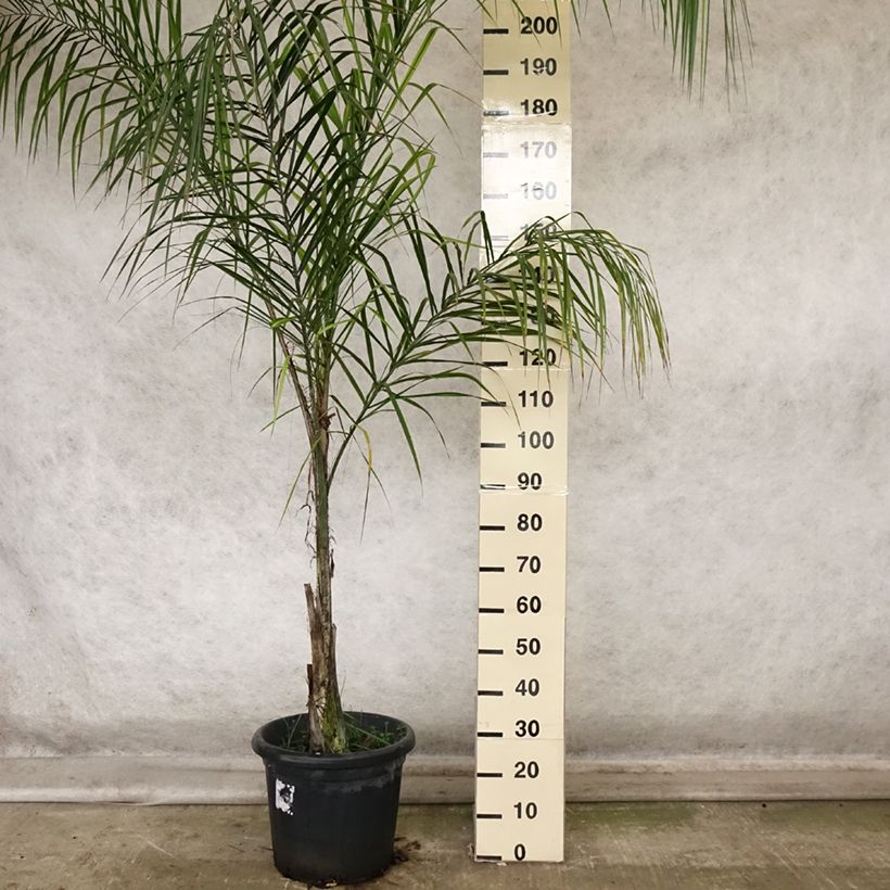 Example of Königin-Palme - Syagrus romanzoffiana Topf mit 20L/25L as you get in automne