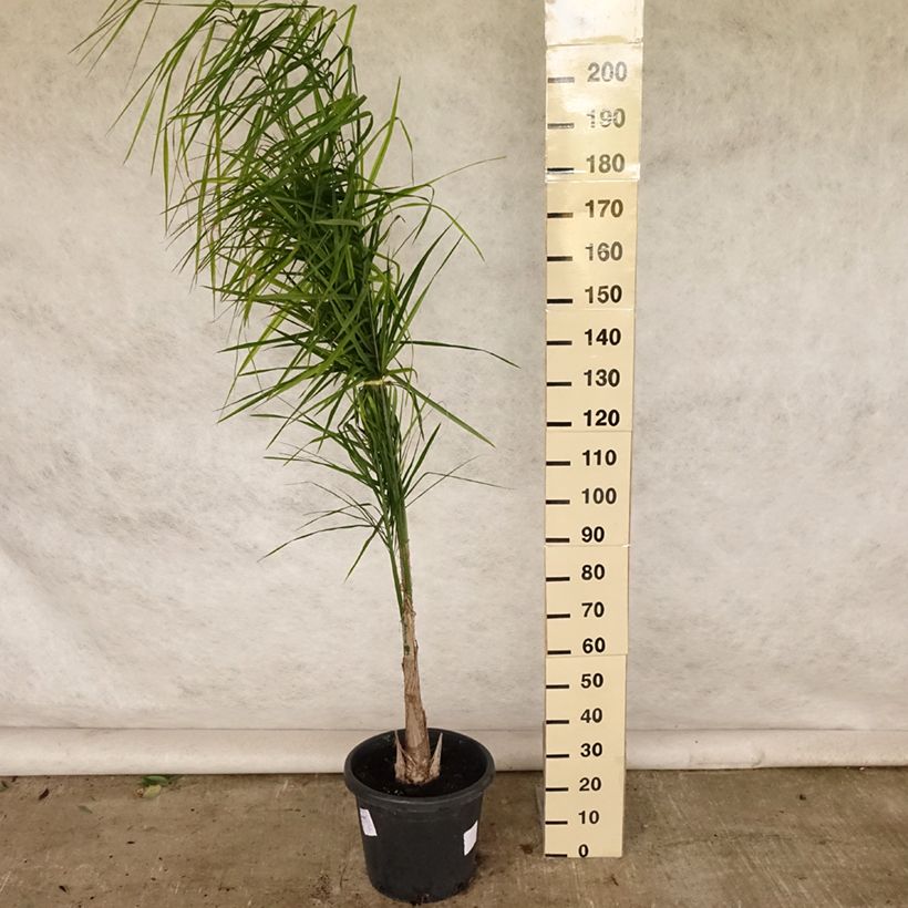 Exemplar von Königin-Palme - Syagrus romanzoffiana Topf mit 20L/25L wie im Sommer geliefert
