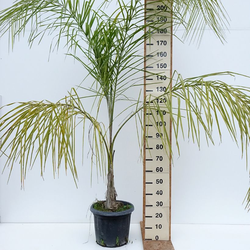 Exemplar von Königin-Palme - Syagrus romanzoffiana Topf mit 20L/25L wie im Winter geliefert