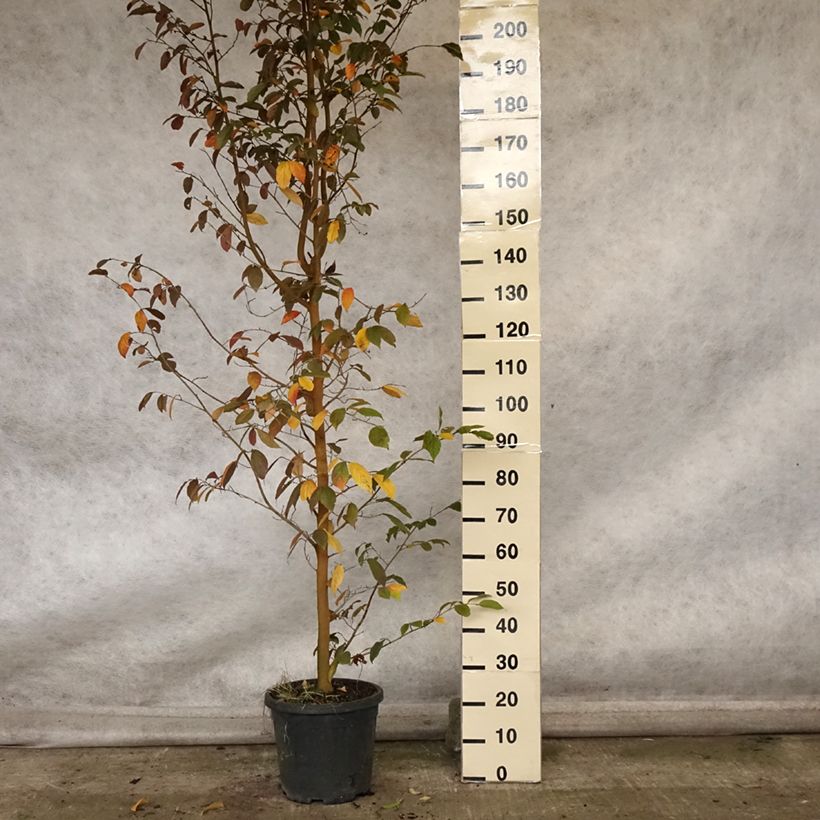 Example of Strauch-Eisenholzbaum Autunno Rosso - Sycoparrotia semidecidua Topf mit 12L/15L as you get in automne