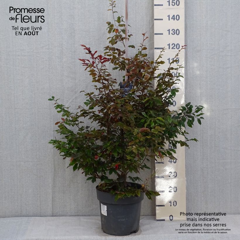 Exemplar von Strauch-Eisenholzbaum Purple Haze - Sycoparrotia semidecidua Topf mit 12L/15L wie im Sommer geliefert