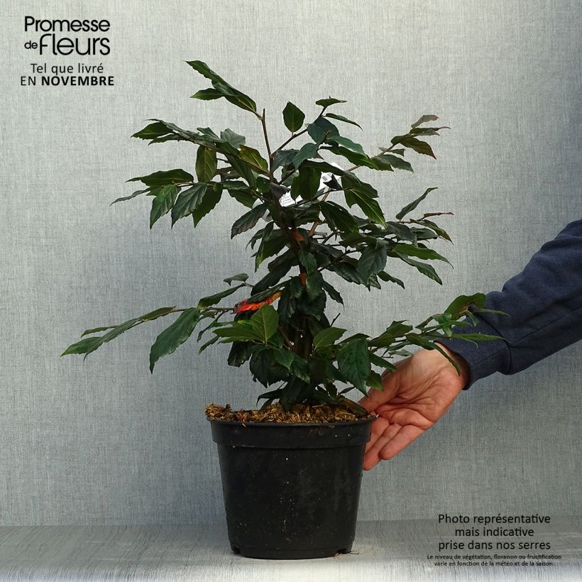 Example of Strauch-Eisenholzbaum Purple Haze - Sycoparrotia semidecidua Topf mit 4L/5L as you get in automne